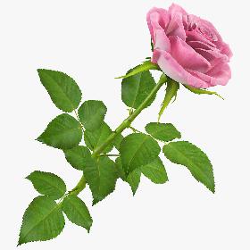 Rose 15